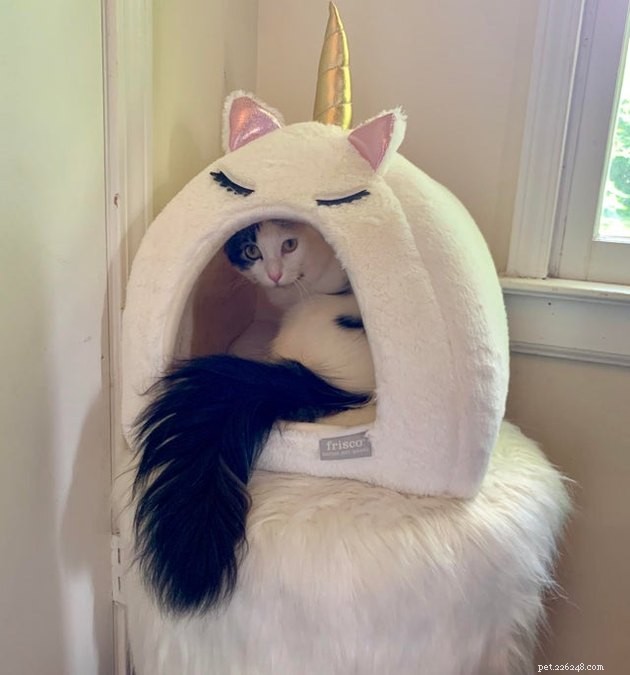 16 Cats with Beautifully Fluffy Tails