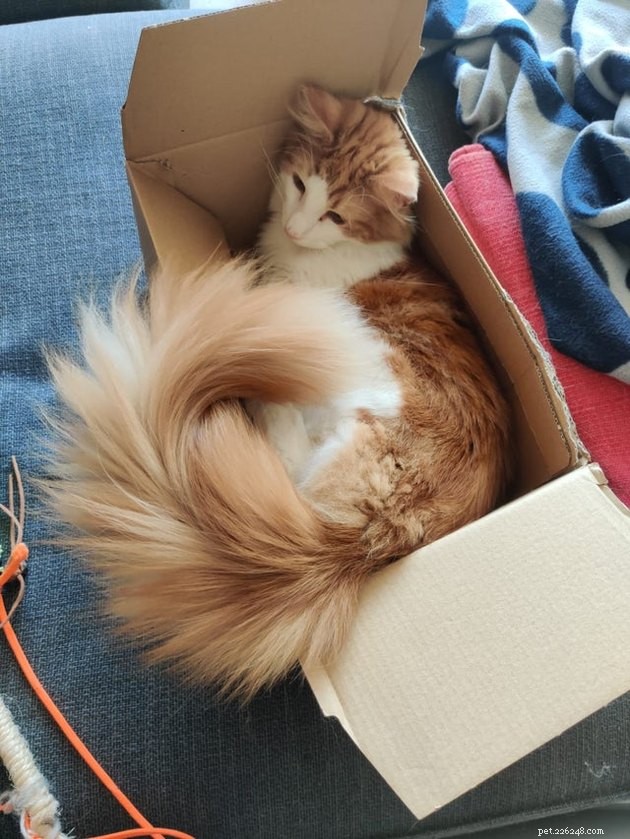 16 Cats with Beautifully Fluffy Tails