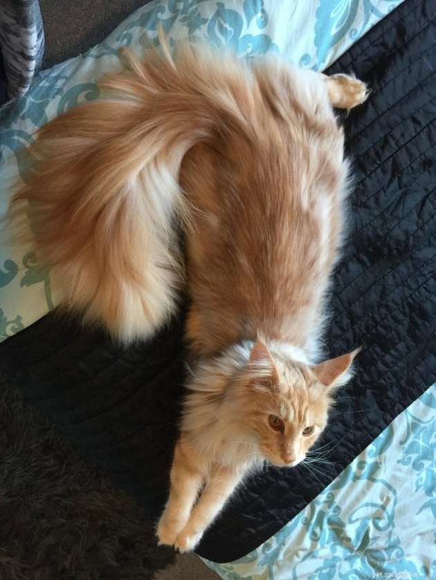 16 Cats with Beautifully Fluffy Tails