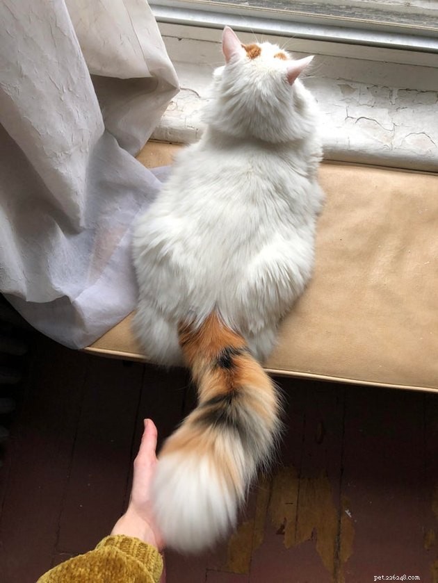 16 Cats with Beautifully Fluffy Tails