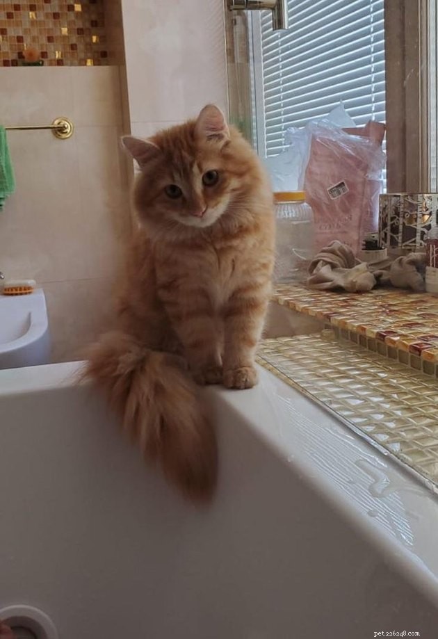 16 Cats with Beautifully Fluffy Tails
