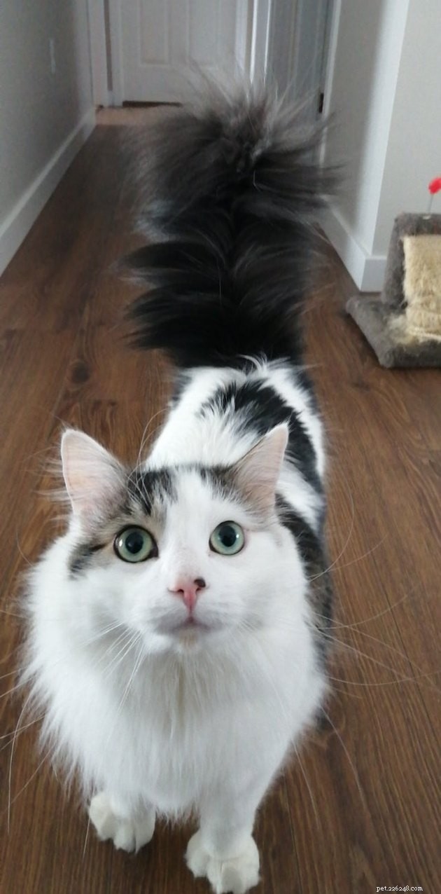 16 Cats with Beautifully Fluffy Tails