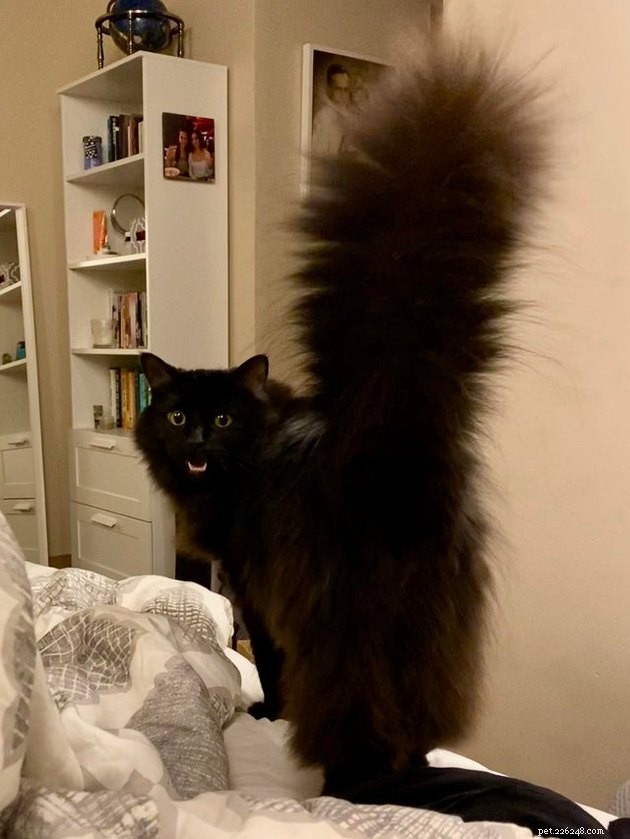 16 Cats with Beautifully Fluffy Tails
