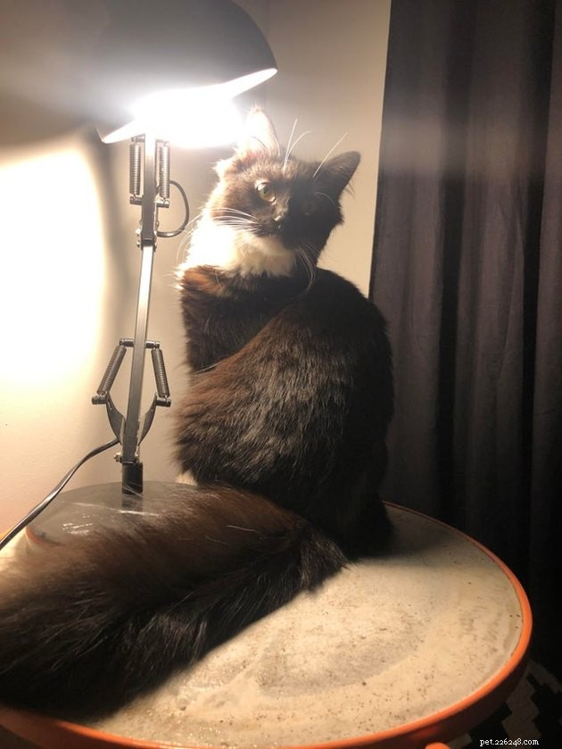 16 Cats with Beautifully Fluffy Tails