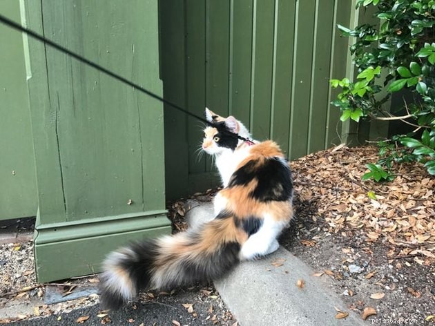 16 Cats with Beautifully Fluffy Tails