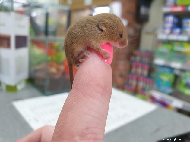 16 Charming Miniature Animals Captured on Fingers