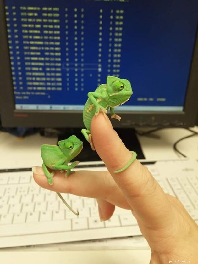 16 Charming Miniature Animals Captured on Fingers