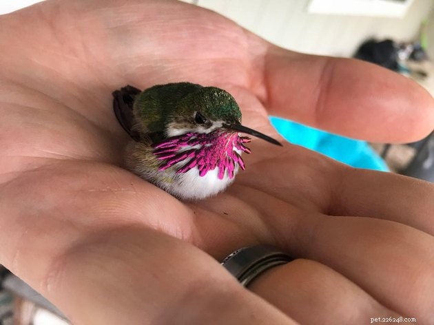 16 Charming Miniature Animals Captured on Fingers
