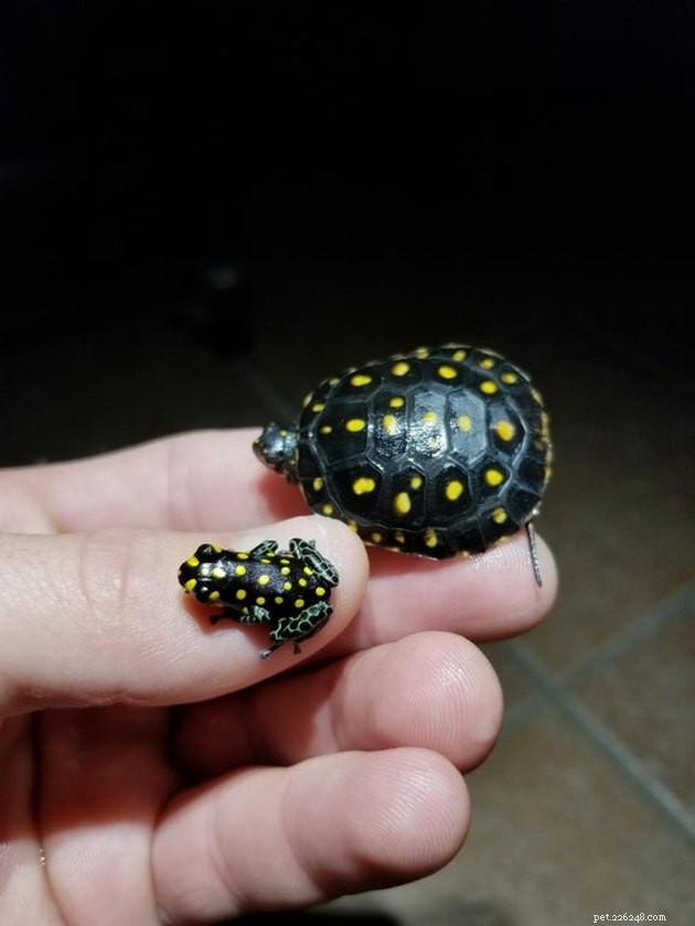 16 Charming Miniature Animals Captured on Fingers