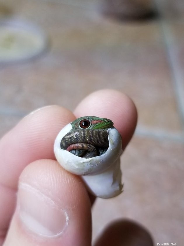 16 Charming Miniature Animals Captured on Fingers