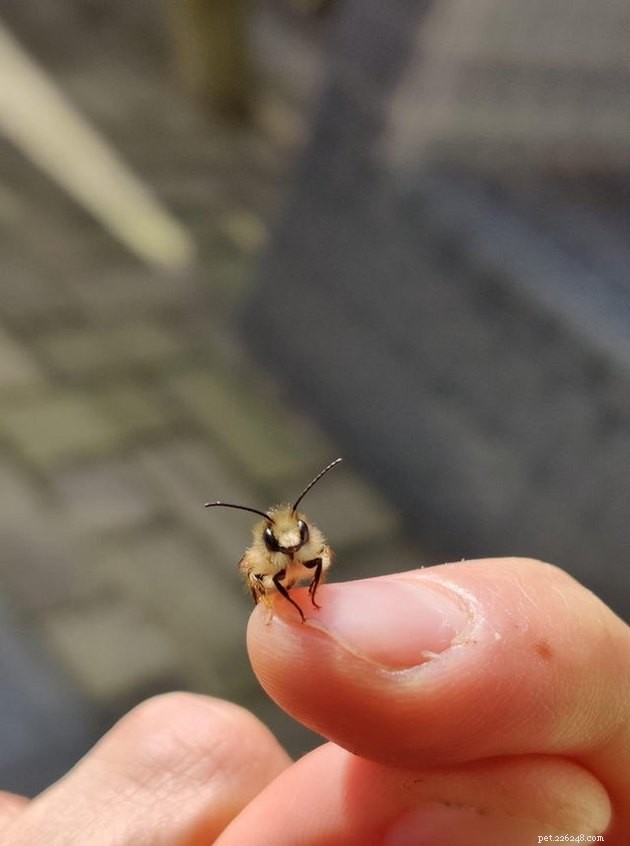 16 Charming Miniature Animals Captured on Fingers