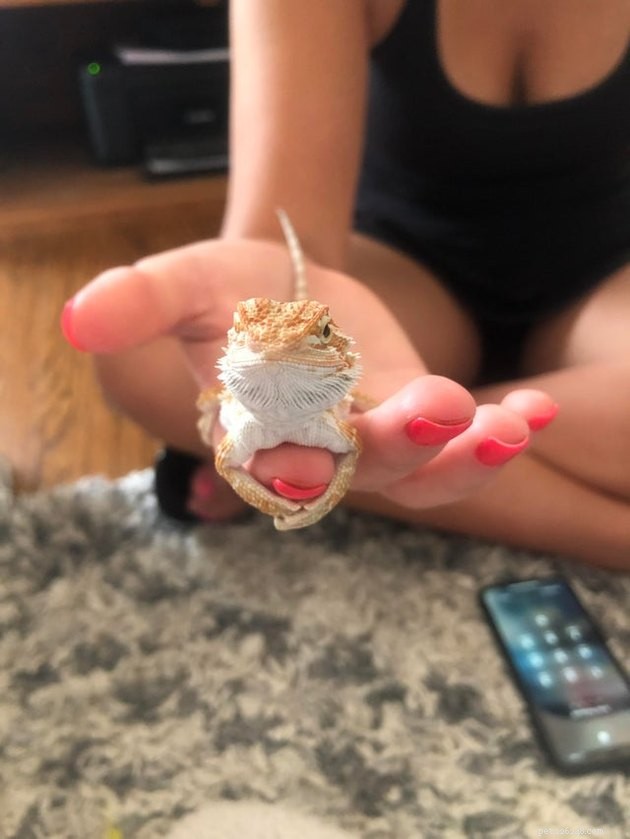 16 Charming Miniature Animals Captured on Fingers