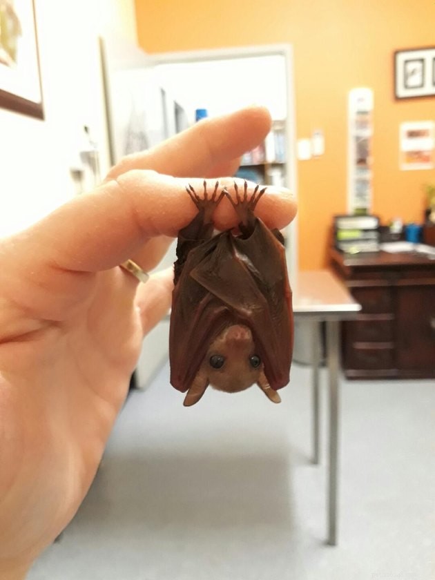 16 Charming Miniature Animals Captured on Fingers
