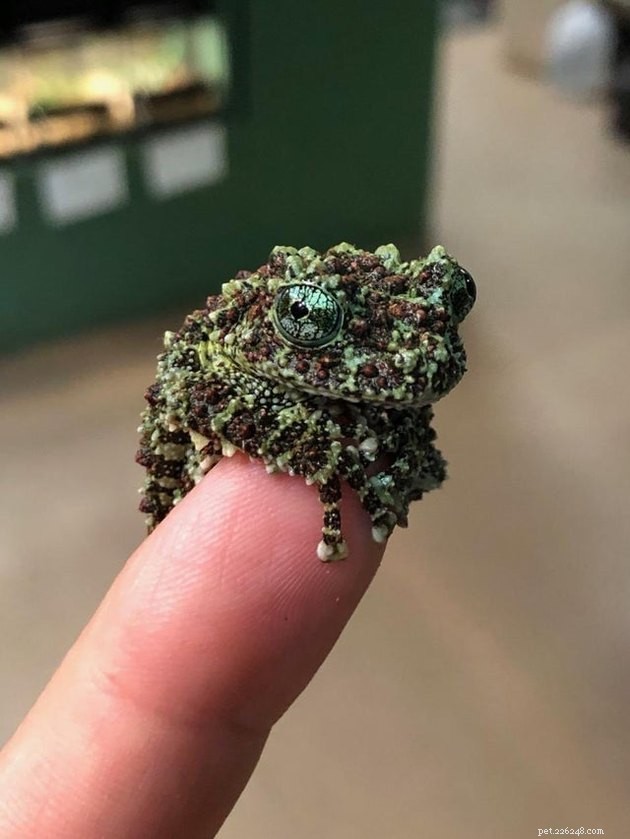 16 Charming Miniature Animals Captured on Fingers