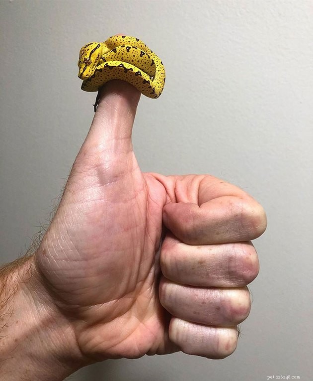 16 Charming Miniature Animals Captured on Fingers