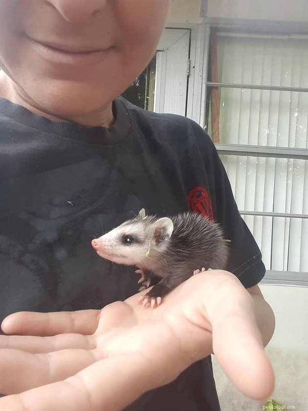 16 Charming Miniature Animals Captured on Fingers