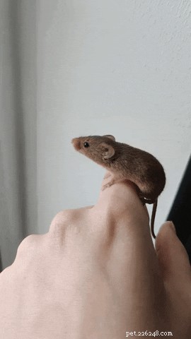 16 Charming Miniature Animals Captured on Fingers