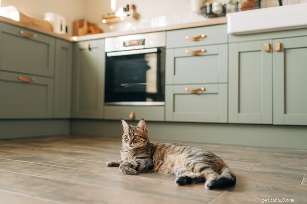 Pet-Friendly Tips for Safely Cleaning Hardwood Floors