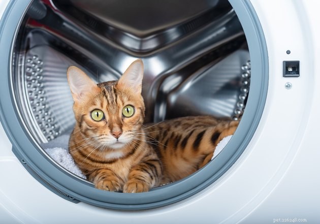 Are Mrs. Meyer s Clean Day Products Pet‑Safe? Find Out!