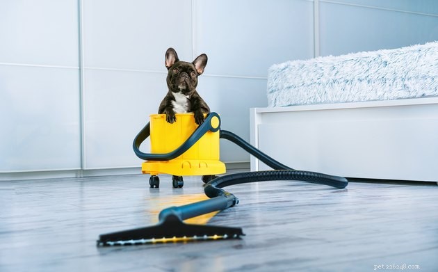 Seventh Generation Cleaning Products: Pet Safety Reviewed