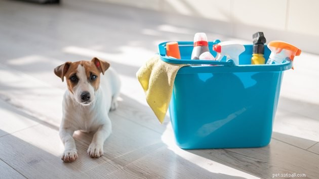 Are Mrs. Meyer s Clean Day Products Pet‑Safe? Find Out!