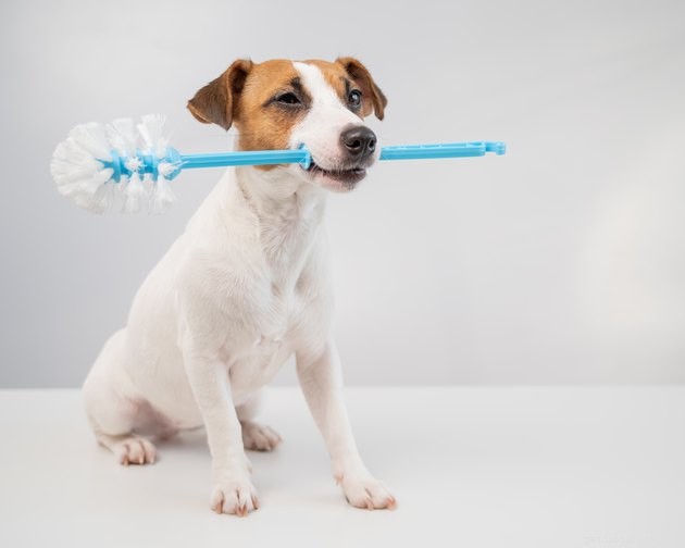 Are Mrs. Meyer s Clean Day Products Pet‑Safe? Find Out!
