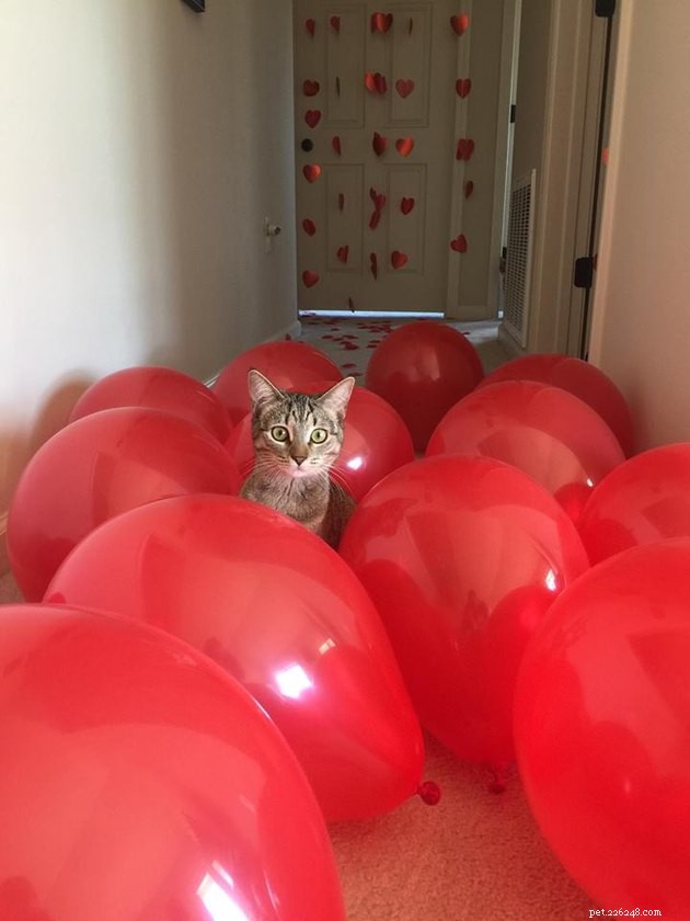 14 Charming Pets Seeking Your Valentine’s Love