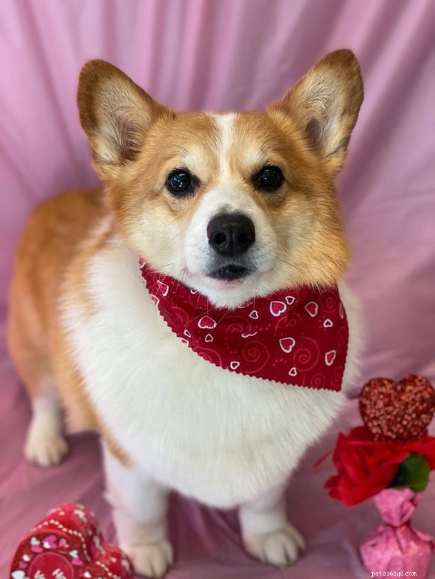 14 Charming Pets Seeking Your Valentine’s Love