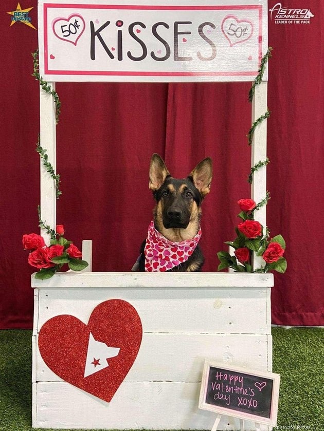 14 Charming Pets Seeking Your Valentine’s Love
