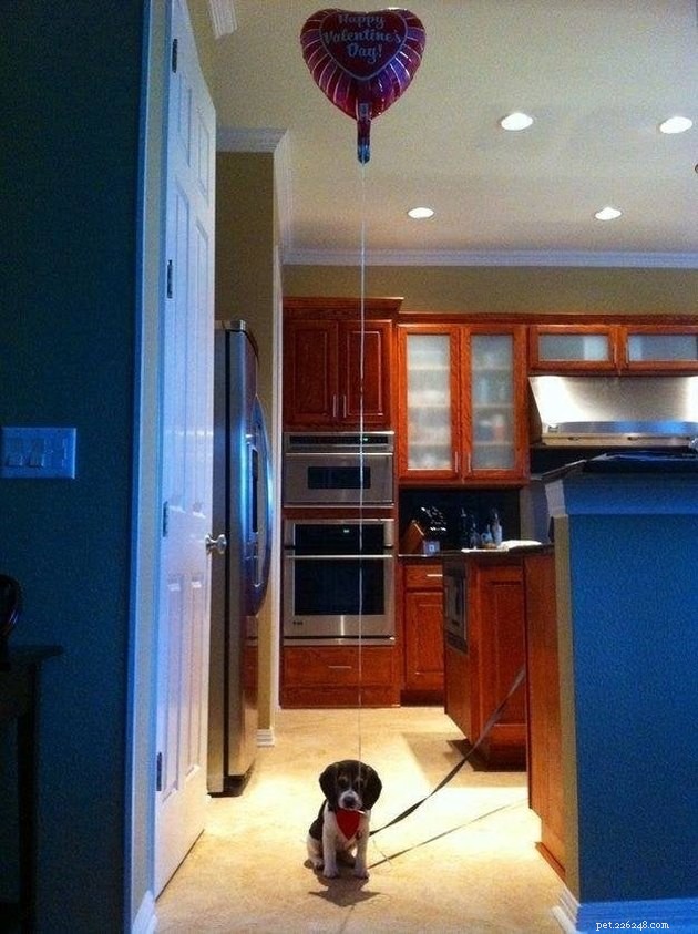 14 Charming Pets Seeking Your Valentine’s Love