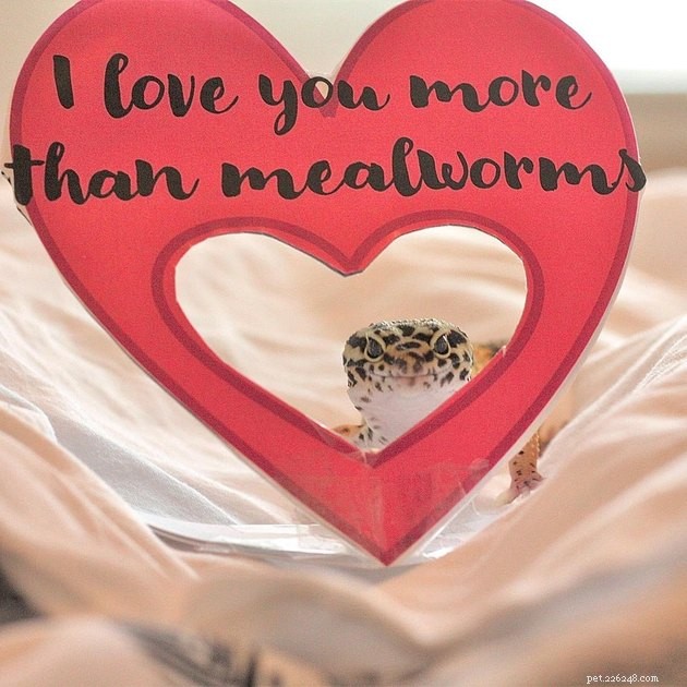 14 Charming Pets Seeking Your Valentine’s Love