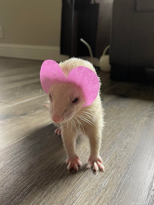 14 Charming Pets Seeking Your Valentine’s Love