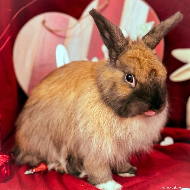 14 Charming Pets Seeking Your Valentine’s Love
