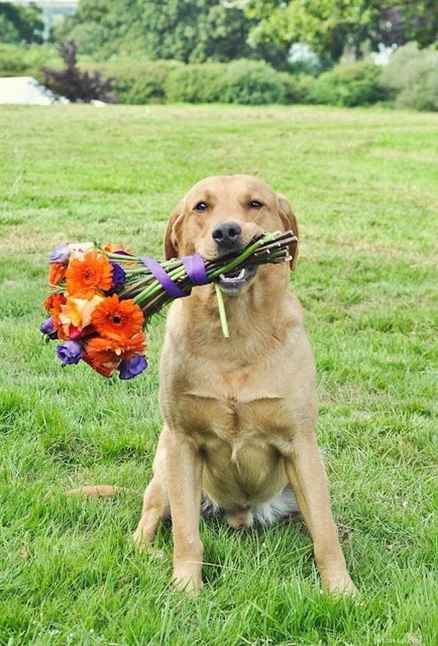 14 Charming Pets Seeking Your Valentine’s Love