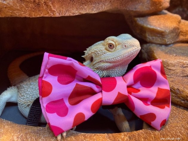 14 Charming Pets Seeking Your Valentine’s Love