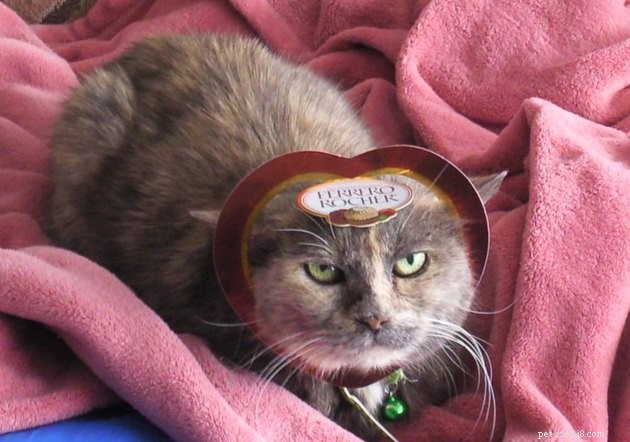 14 Charming Pets Seeking Your Valentine’s Love