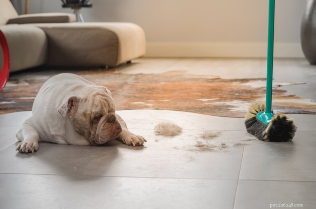 Are Swiffers Safe for Pets? A Guide to Pet-Friendly Cleaning
