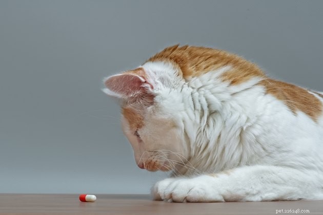 Do Pet Antibiotics Match Human Antibiotics? Key Differences Explained
