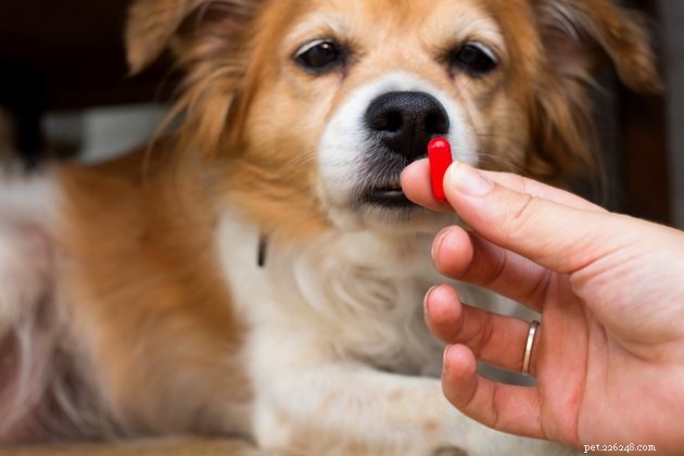 Do Pet Antibiotics Match Human Antibiotics? Key Differences Explained