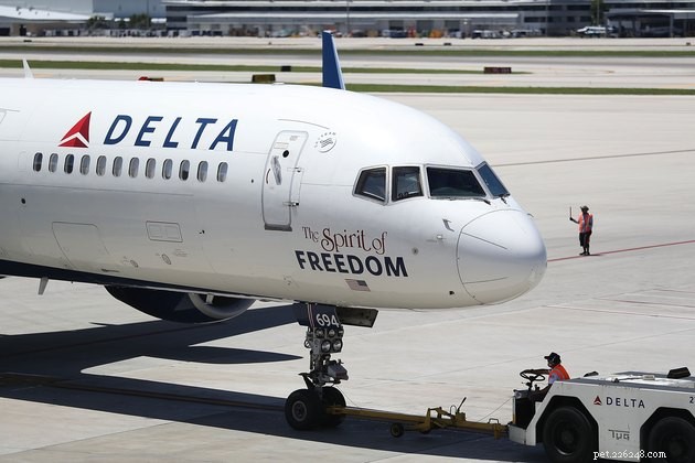 Ultimate Airline Pet Travel Guide: Policies, Tips, and FAQs