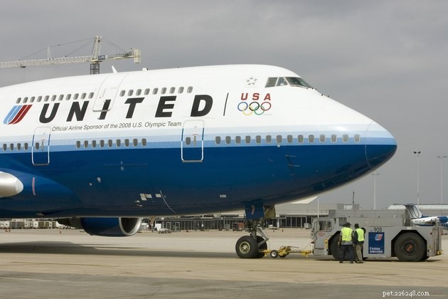 Ultimate Airline Pet Travel Guide: Policies, Tips, and FAQs