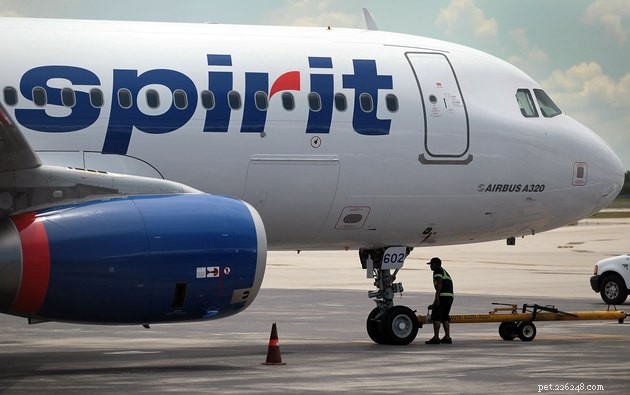 Ultimate Airline Pet Travel Guide: Policies, Tips, and FAQs