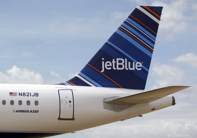Ultimate Airline Pet Travel Guide: Policies, Tips, and FAQs