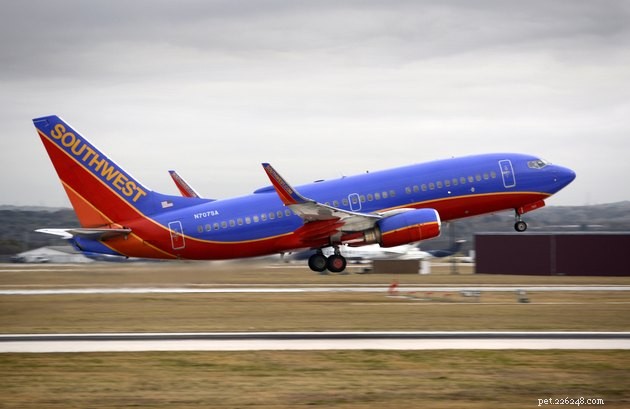 Ultimate Airline Pet Travel Guide: Policies, Tips, and FAQs