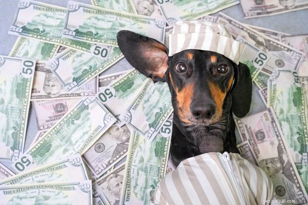 The Cost of Pet Ownership in America: How Much Families Really Spend