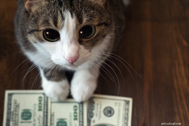 The Cost of Pet Ownership in America: How Much Families Really Spend