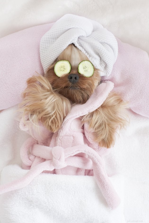 The Cost of Pet Ownership in America: How Much Families Really Spend
