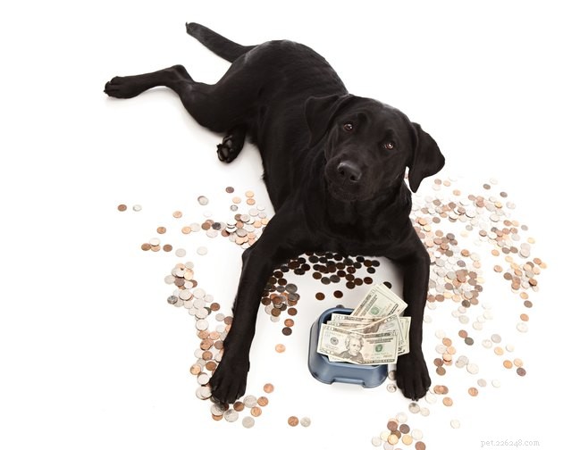 The Cost of Pet Ownership in America: How Much Families Really Spend