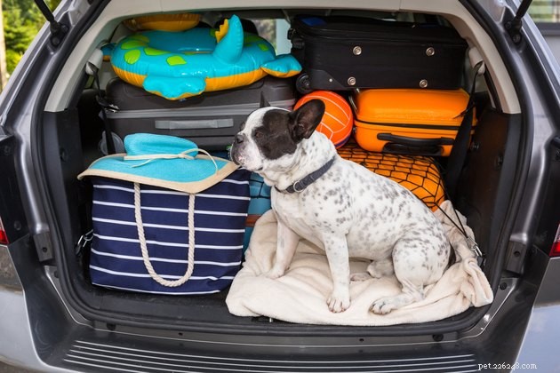 Top Pet-Friendly Hotel and Motel Chains for Your Travel Needs