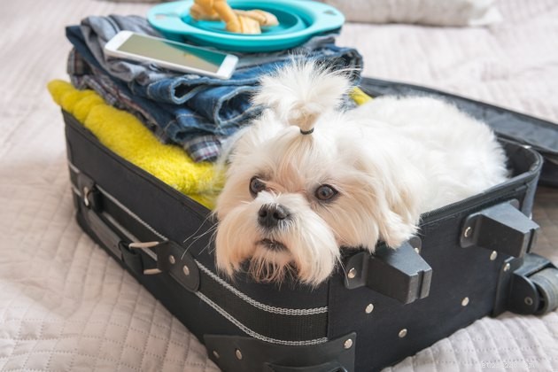 Top Pet-Friendly Hotel and Motel Chains for Your Travel Needs